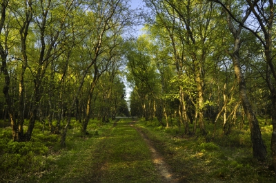 Foto 16 - Maigrün auf der Struffel Heide