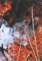 Foto 01 - Spinnennetz