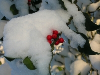 Foto 09 - Der Winter von seiner farbigen Seite