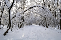 Foto 39 - Schneebogengang zum Struffelt