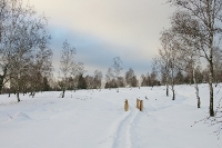 Foto 98 - Winter auf dem Struffelt