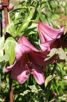 Offene_Gartenpforte_02