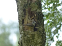 Vogelwanderung-05