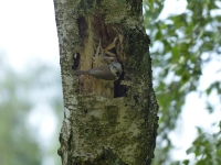 Vogelwanderung-06