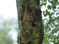 Vogelwanderung-07