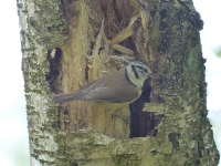 Vogelwanderung-08