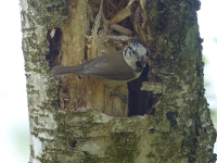 Vogelwanderung-09