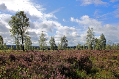 Foto 01 - Struffelt Heide im Spätsommer