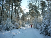 Foto 07 - Der Weg vom neuen Friedhof zum Struffelt-Kopf