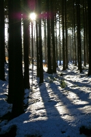 Foto 100 - Schnee und Licht am Hasselbachgraben 