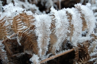 Foto 38 - Farnfrost im Dicken Bruch