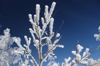 Foto 40 - Ästchen im Winterkleid