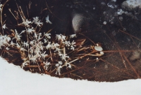 Foto 51 - Eisblumen
