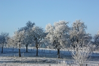 Foto 76 - Winterliche Obstbaumwiese im Morgenlicht