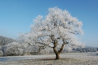 Foto 84 - Der schönste Baum von Rott