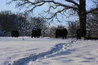 Foto 89 - Schnee bei den Großeltern - 03