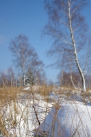 Foto 96 - Wintergräser auf dem Struffelt