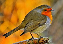 205px-Rotkehlchenportrait_aus_ca._1_Meter_Entfernung